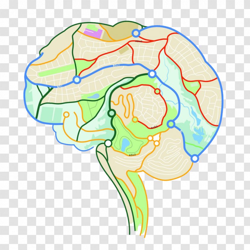 Brain Mapping Human Neuron Euclidean Vector - Watercolor - Map The Internal Structure Of Transparent PNG