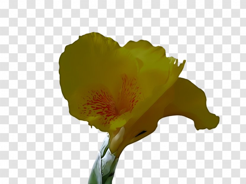 Flower Yellow Petal Plant Wildflower - Iris Cut Flowers Transparent PNG