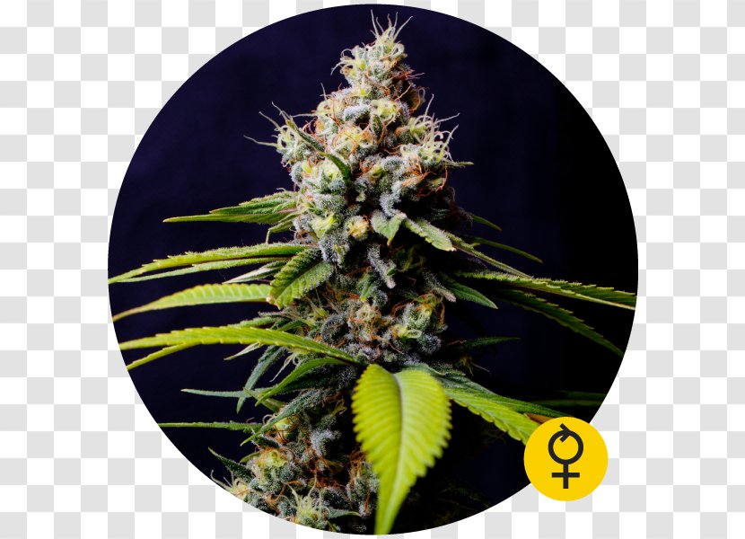 Autoflowering Cannabis Seed Bank Ruderalis - Blueberry Dry Transparent PNG