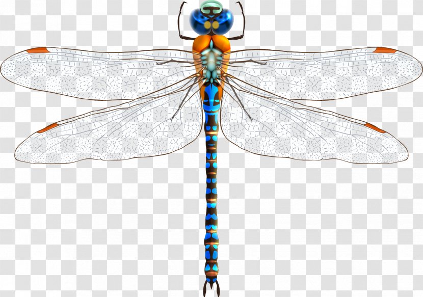 Insect Dragonfly Clip Art - Royaltyfree - Vector Transparent PNG