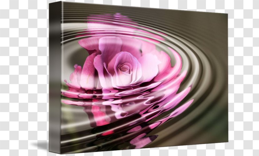 Purple Violet Magenta Photography Petal - Rose Water Transparent PNG
