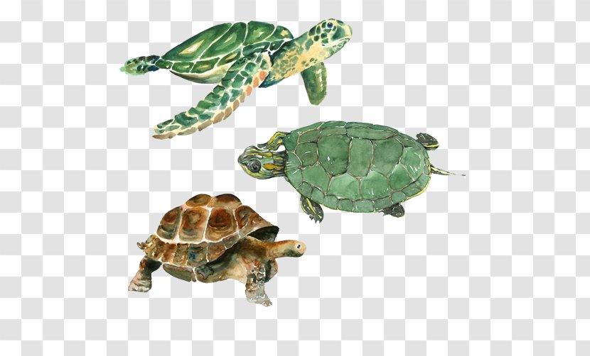 Turtle Cheloniidae Watercolor Painting Drawing Tortoise - Free Stock Photos Turtles Dig Transparent PNG