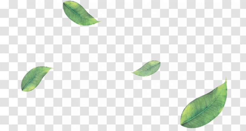 Green Tea Matcha Leaf - Stock Photography Transparent PNG