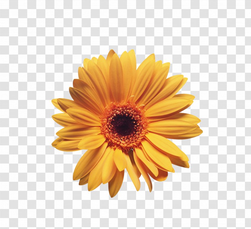 York UPMC Pinnacle Memorial Patient Hospital Geriatrics - Chamomile Flowers Transparent PNG