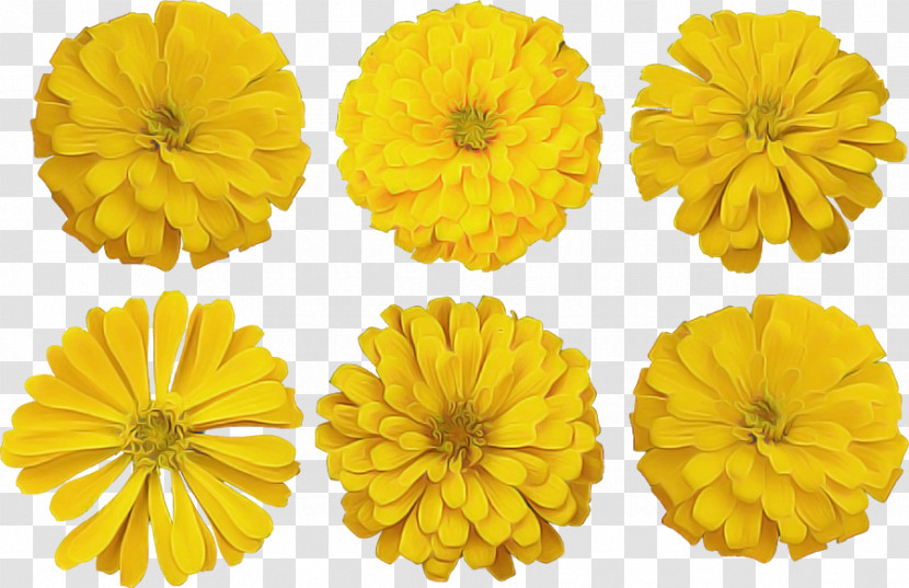 Yellow English Marigold Flower Petal Plant Transparent PNG