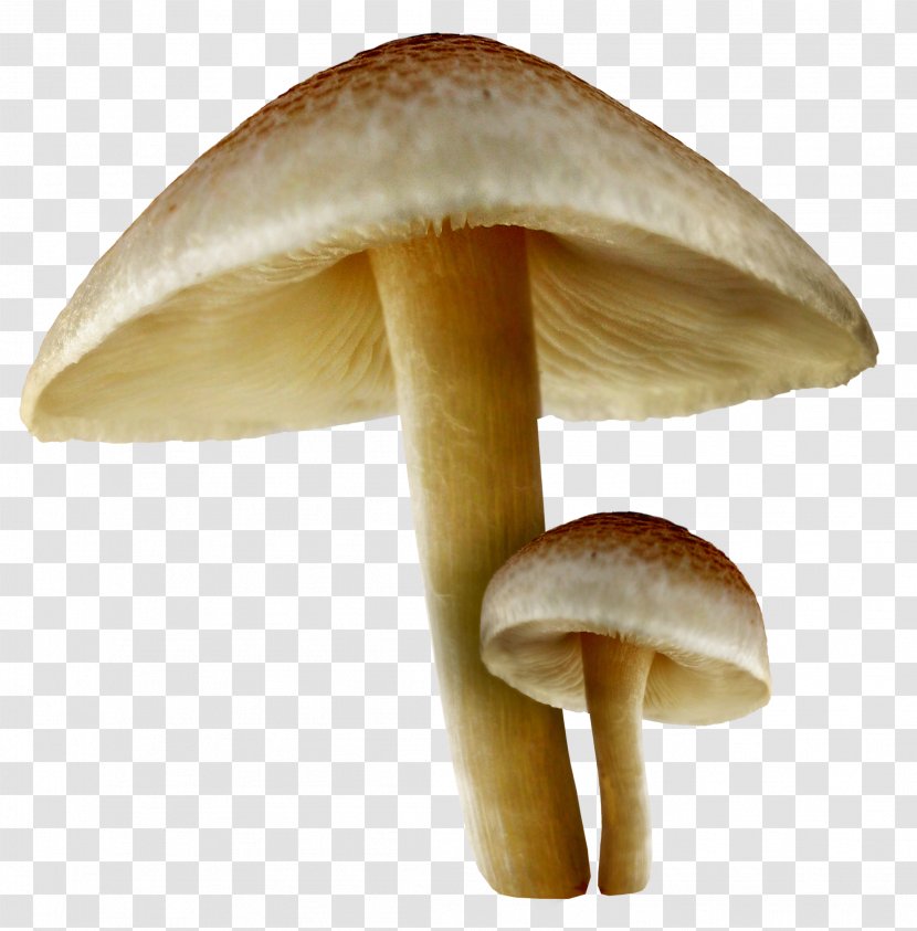 Edible Mushroom Desktop Wallpaper Clip Art Transparent PNG