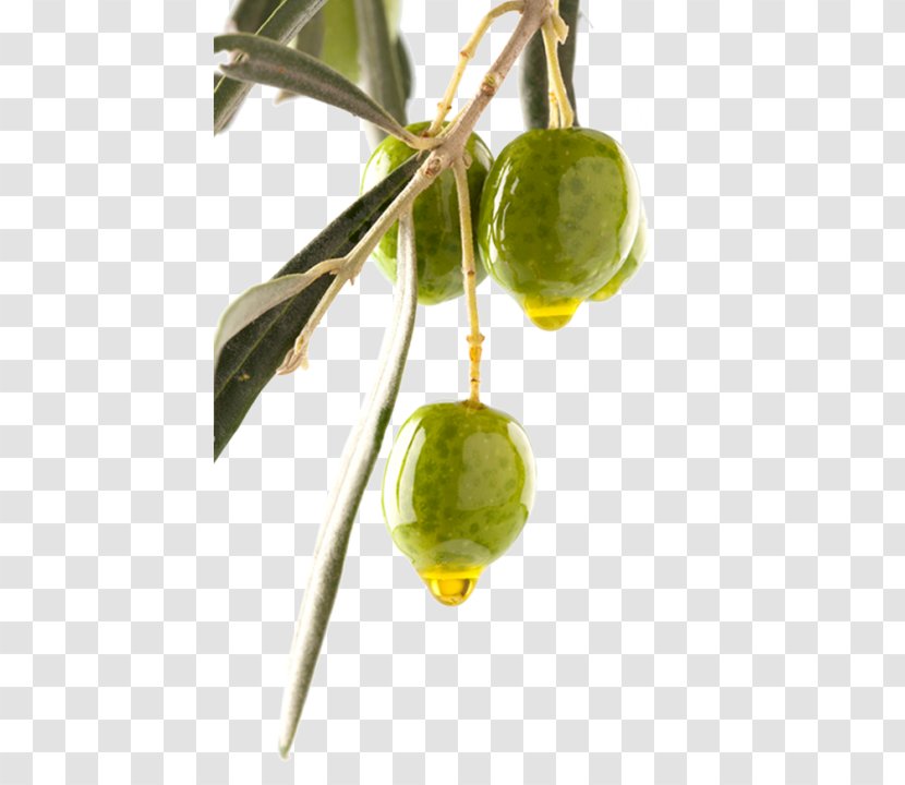 Olive Oil Can Stock Photo Branch - Food Transparent PNG