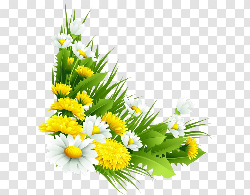 Plant Flower Chrysanthemum Tea Indicum - Cut Flowers Transparent PNG