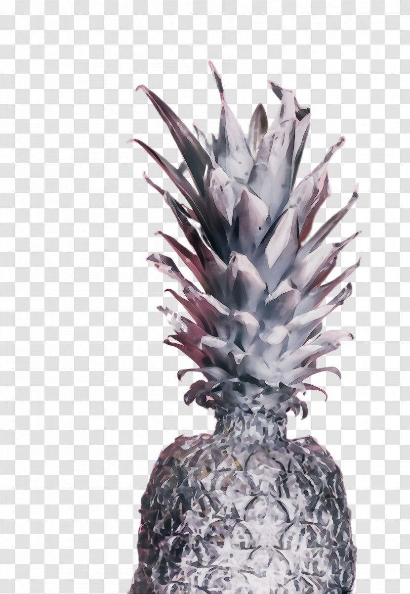 Pineapple - Plant - Poales Fruit Transparent PNG