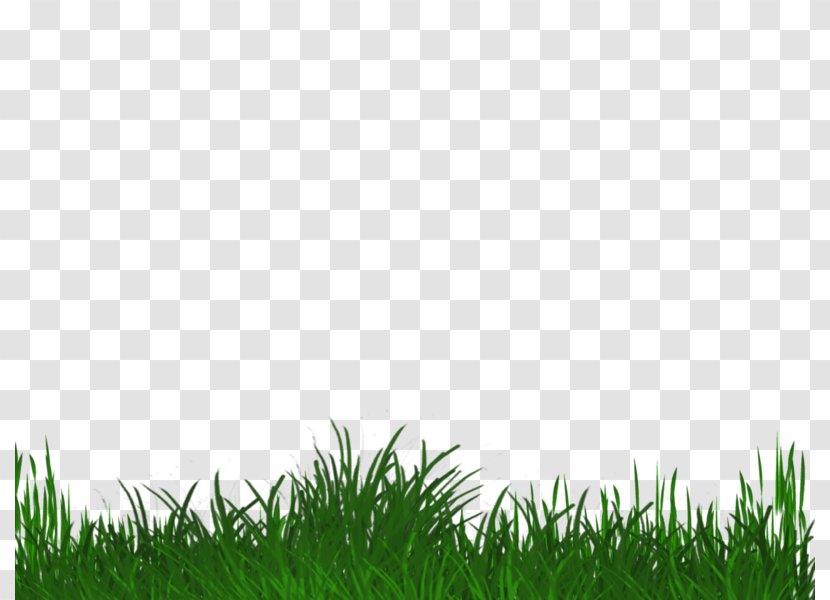Lawn Grasses Grassland Sky Plc - Grass Family Transparent PNG