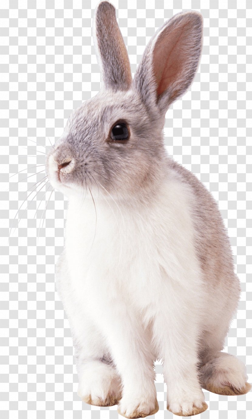 Cottontail Rabbit Easter Bunny Clip Art - Fauna - Rabit Transparent PNG