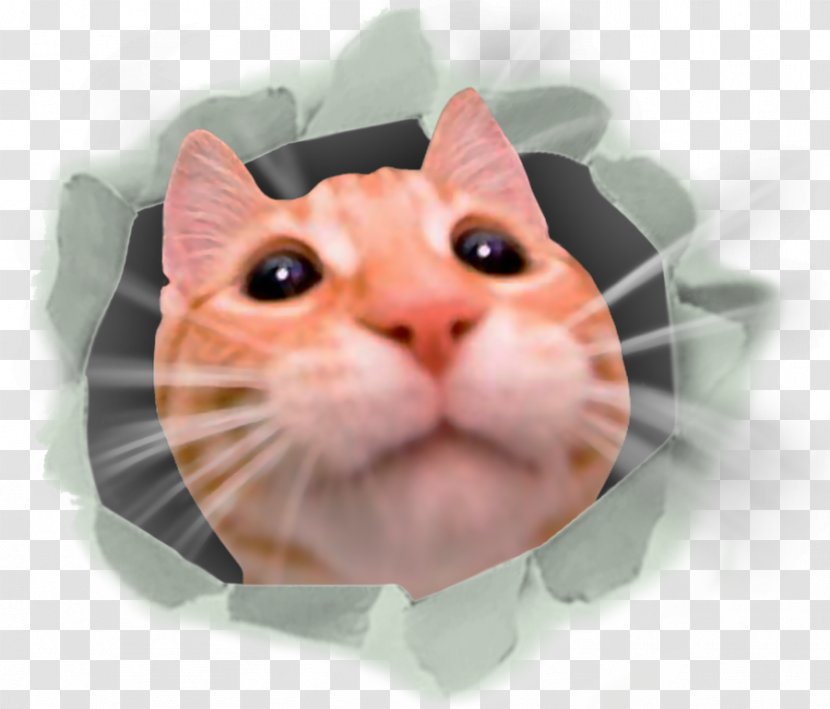 Feel CATS: Crash Arena Turbo Stars Dog Minecraft - Android - Cat Whiskers Transparent PNG