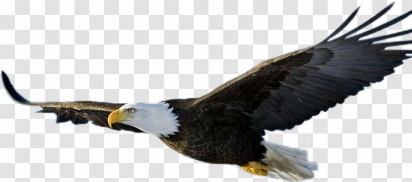 Bald Eagle Flight Bird - Beak Transparent PNG