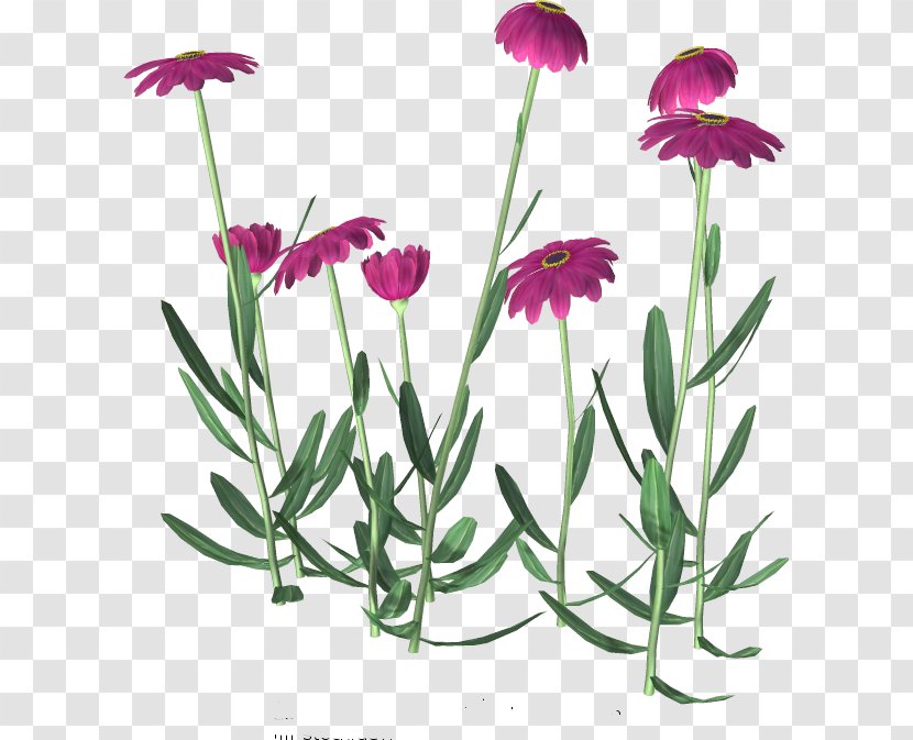 Flower Clip Art - Plant - Daisys Transparent PNG