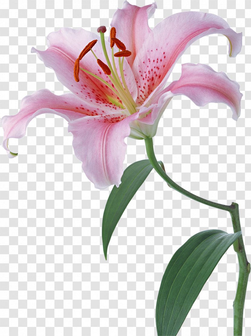 Lilium Desktop Wallpaper Flower Stock Photography - Plant Stem - Lily Transparent PNG