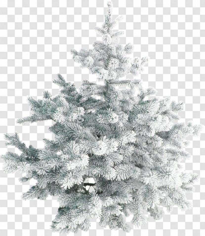Christmas Tree - Evergreen - Snow Transparent PNG