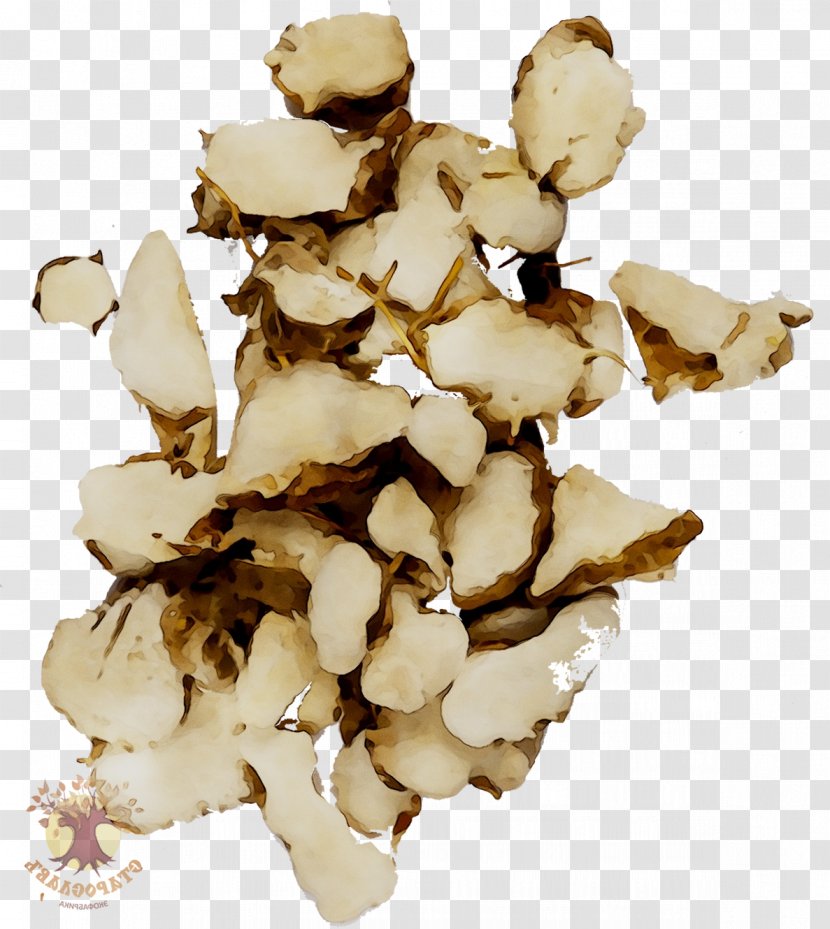 Fomitopsidaceae Edible Mushroom - Agaricomycetes - Pleurotus Eryngii Transparent PNG