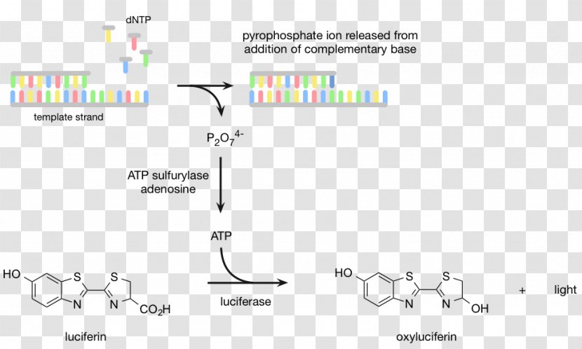Pyrosequencing DNA Sequencing Luciferin Massive Parallel - Nucleotide Transparent PNG