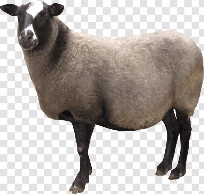 Sheep Desktop Wallpaper Clip Art - Cow Goat Family Transparent PNG