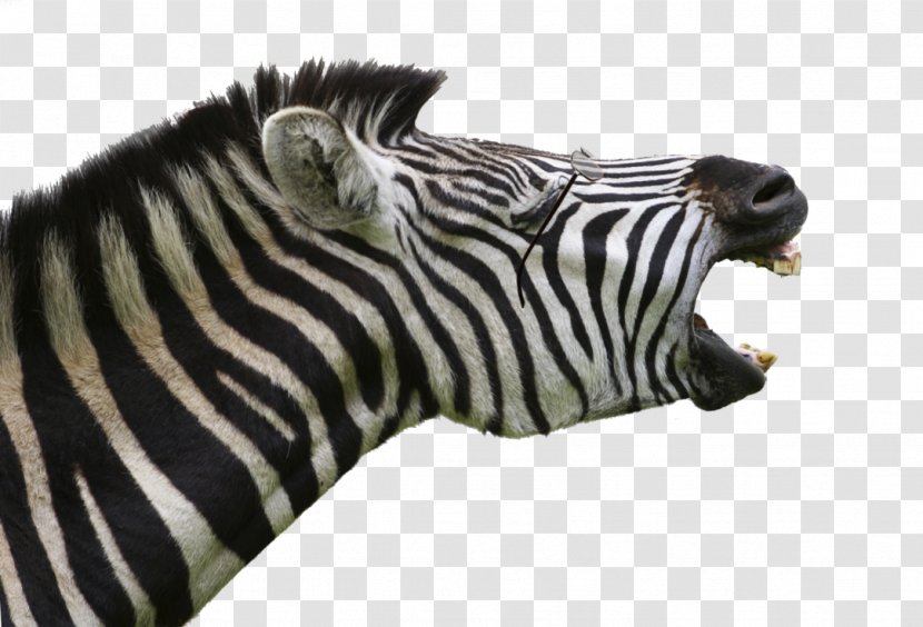 Horses Zebra Animation Wall Wallpaper Transparent PNG