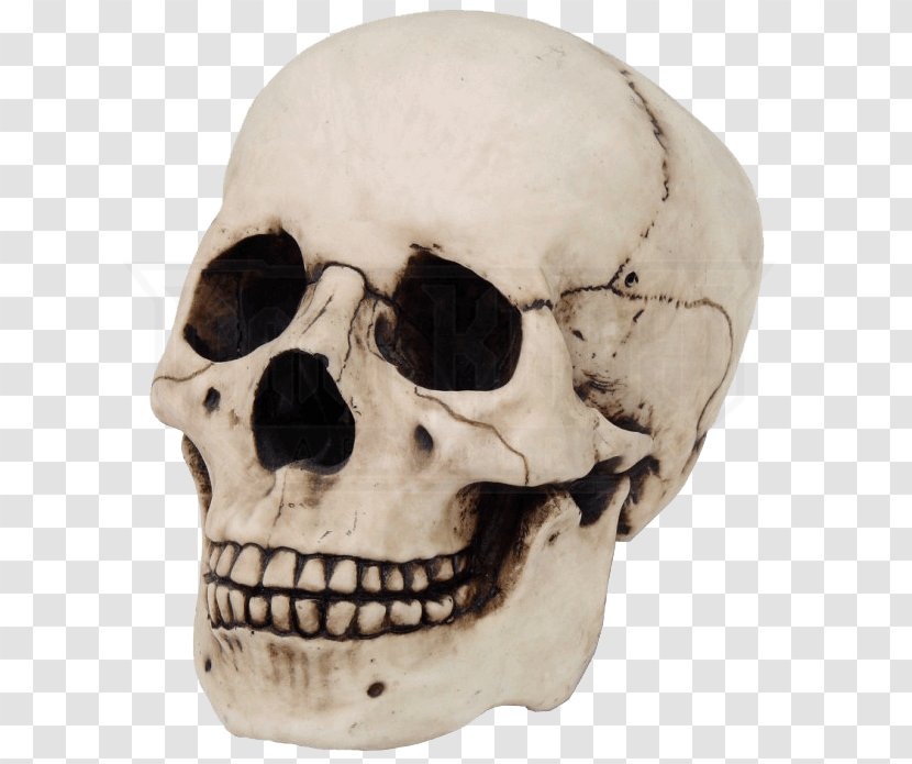 Skull Anatomy - Sculpture - Anthropology Jaw Transparent PNG