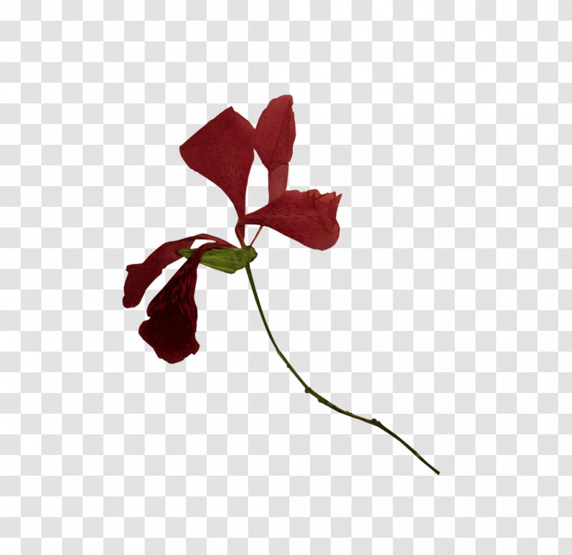 Petal Rose Family Cut Flowers Plant Stem Leaf - Flowering Transparent PNG