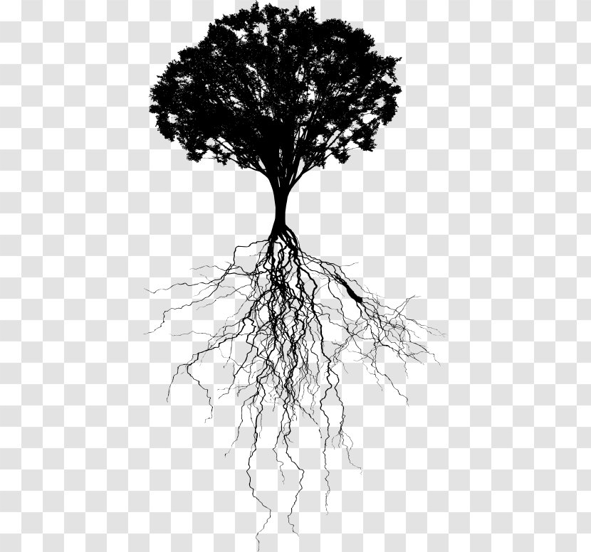 Tree Trunk Drawing - Woody Plant - Twig Blackandwhite Transparent PNG