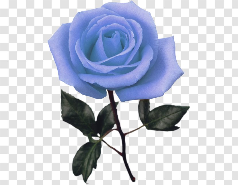 Blue Rose Garden Roses Stock Photography Clip Art Transparent PNG