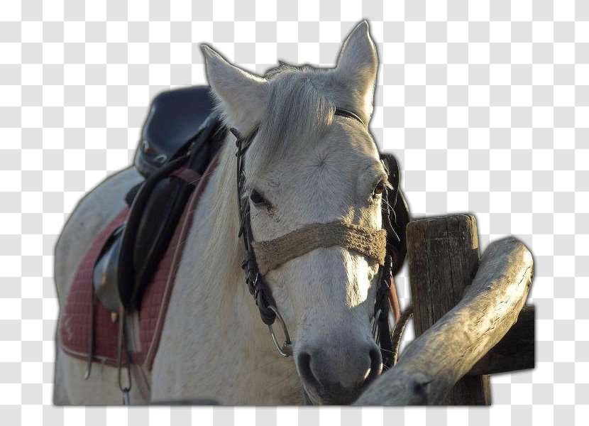 Bridle Rein Halter Horse Harnesses Stallion - Mare - Mustang Transparent PNG