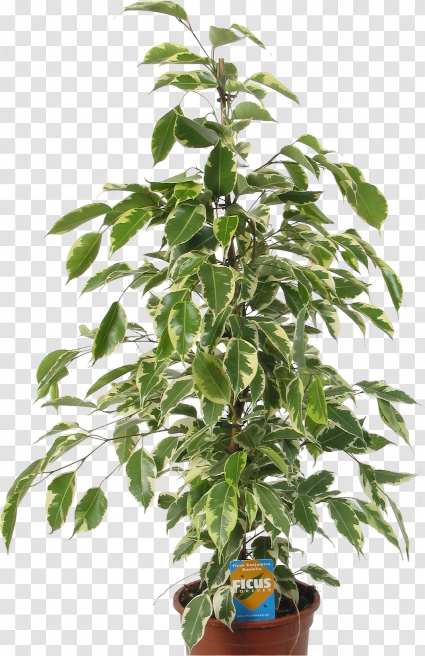 Seed Tree Autoflowering Cannabis Plant White Widow - Fruit Transparent PNG