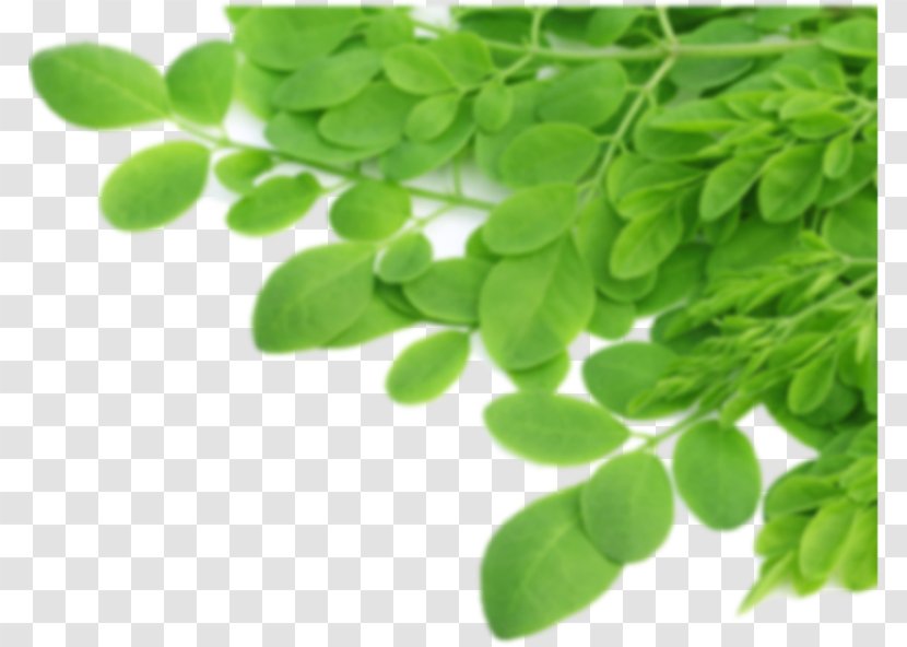 Green Coffee Extract Drumstick Tree Nutrient Food - Zija - Tea Leaves Transparent PNG
