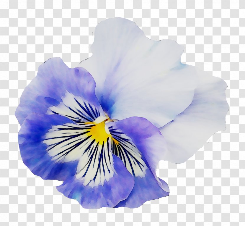 Pansy Yellow Flower Garden - Flowering Plant Transparent PNG