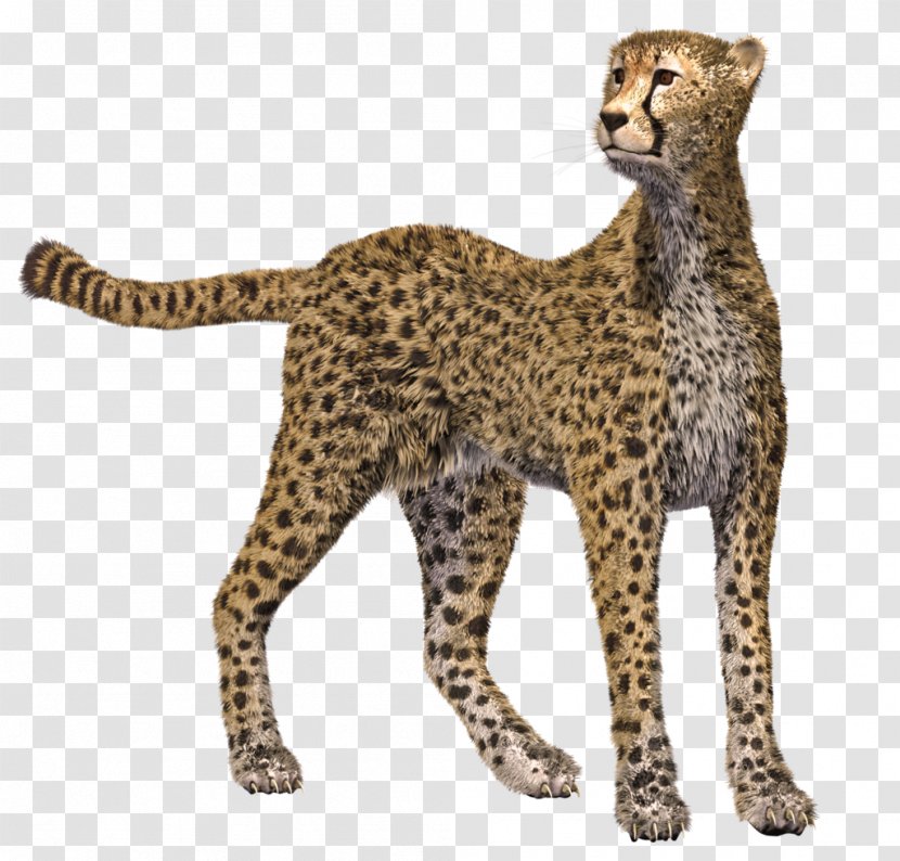 Cheetah Leopard Cougar Cat - Big Cats Transparent PNG