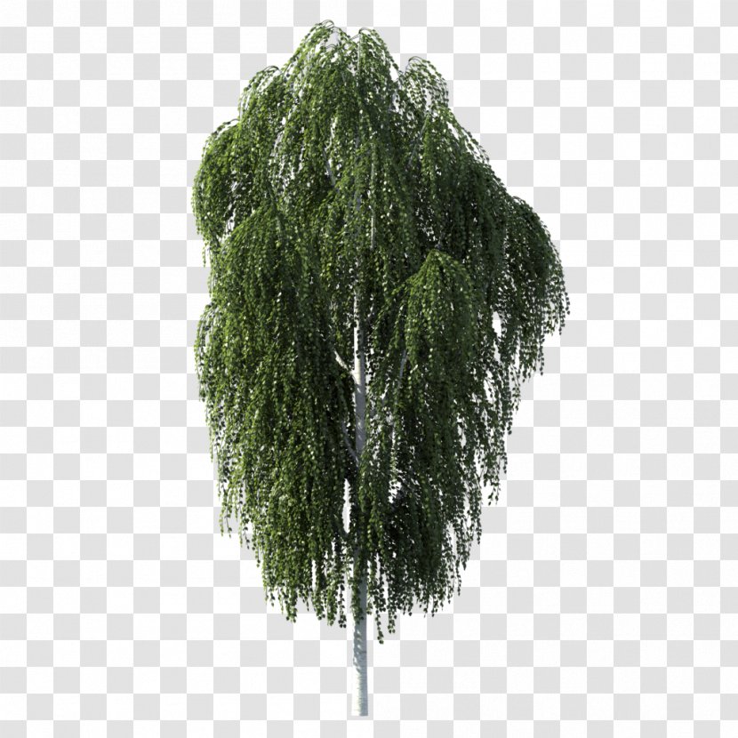 Tree Birch Woody Plant - Car Trunk Transparent PNG