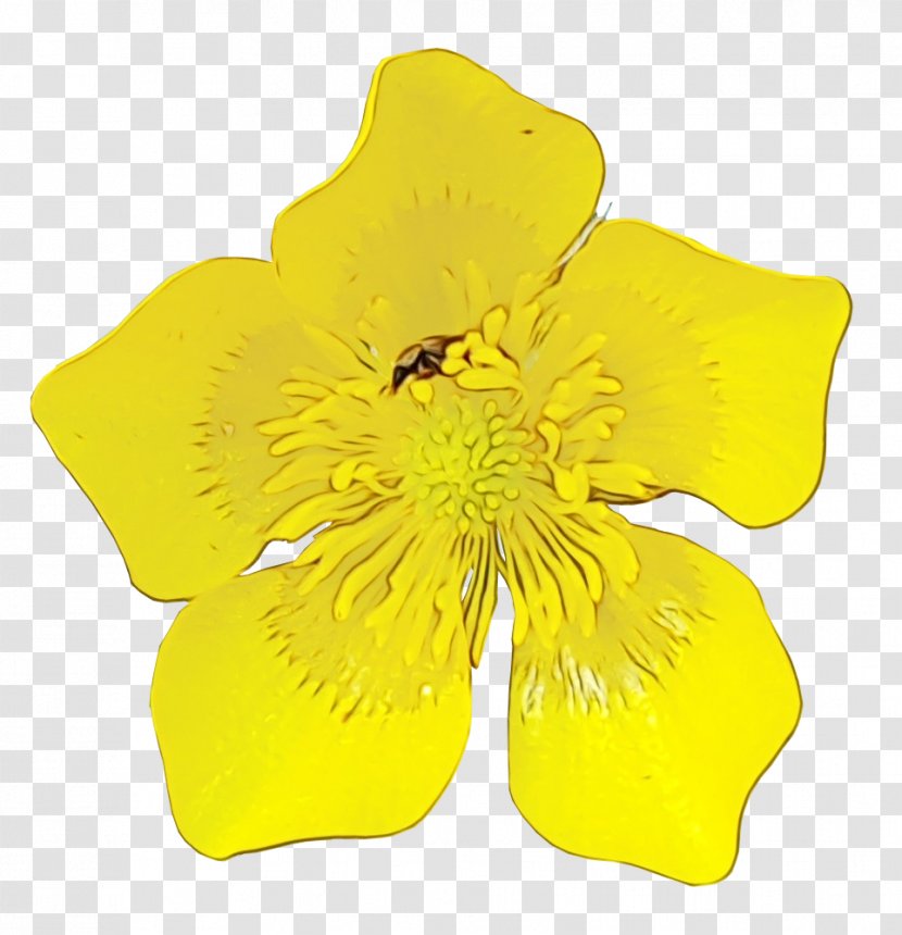 Petal Yellow Cut Flowers - Cinquefoil - Hibiscus Transparent PNG
