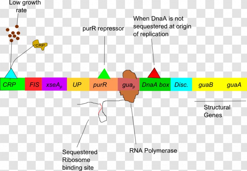 L-arabinose Operon Gua Regulation Of Gene Expression Lac - Tree - Flower Transparent PNG