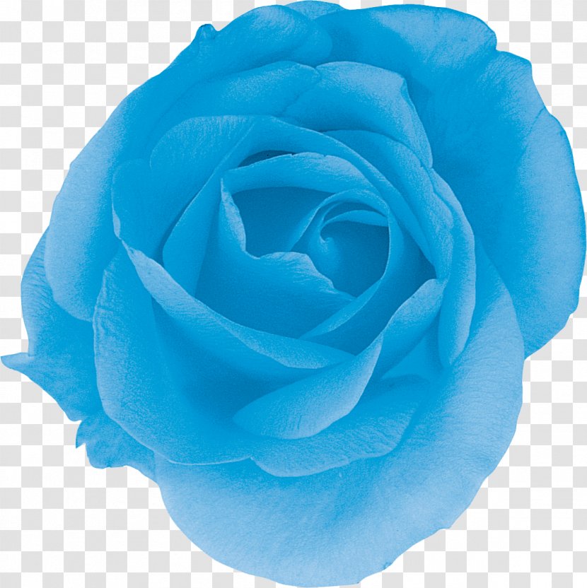Centifolia Roses Blue Rose Garden Turquoise - Azure - Flower Transparent PNG
