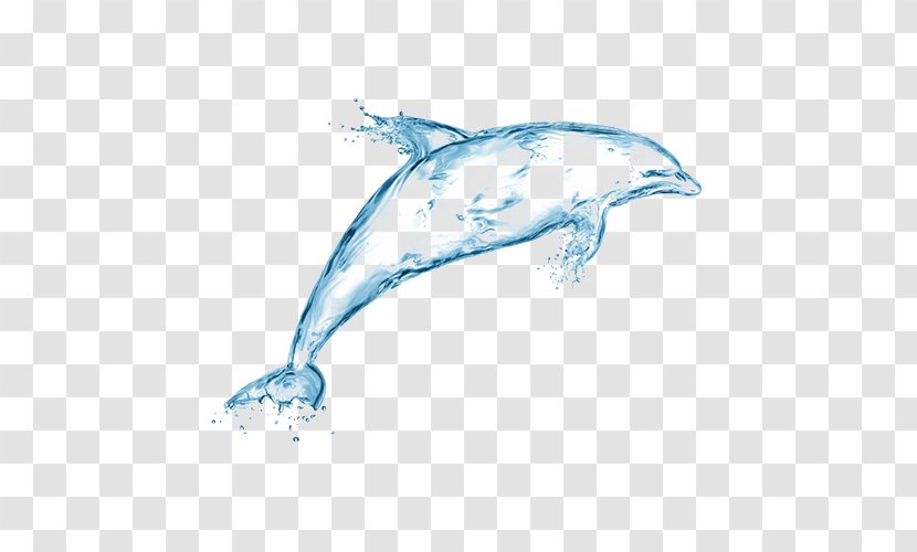 Dolphin Stock Photography Water Royalty-free Wallpaper - Marine Biology - Dolphins Droplets Transparent PNG
