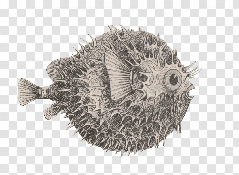 Pufferfish Black & White - M - Wicked Problem Solving ThoughtFishing Talent Transparent PNG