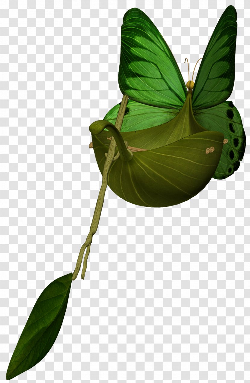 Leaf Plant Stem - Butterfly - Butterflies Transparent PNG