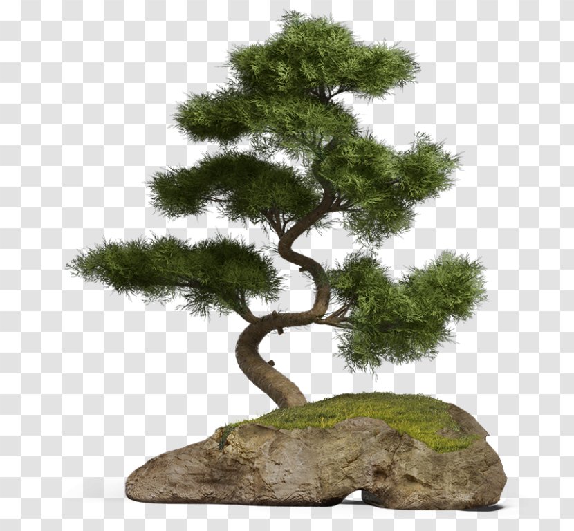 3D Computer Graphics Bonsai Digital Marketing - Tree - Houseplant Transparent PNG