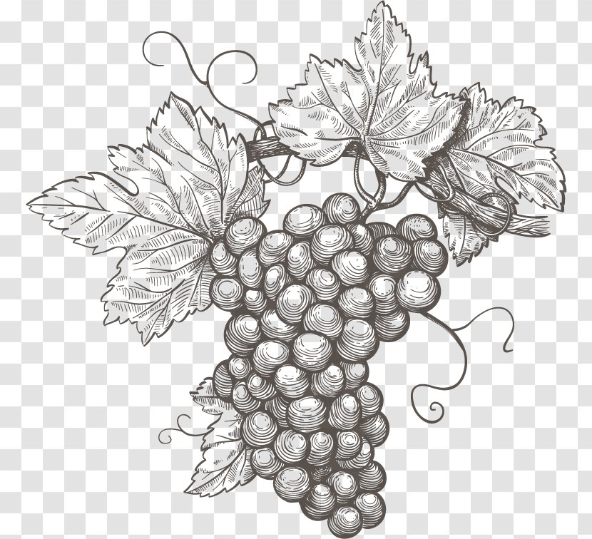 Common Grape Vine Wine Leaves - Line Art Transparent PNG