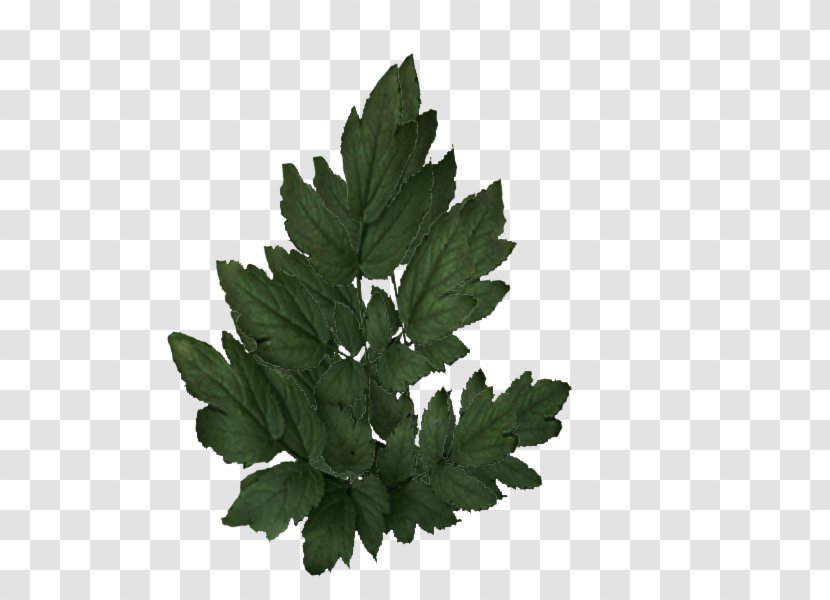Tree Leaf Plant Herb - Fern Transparent PNG