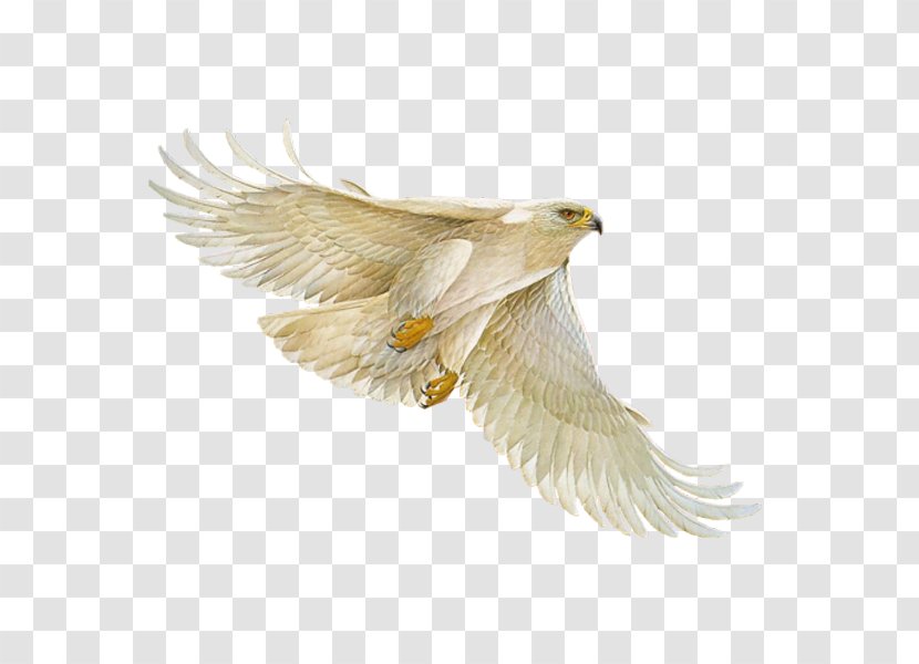 Giphy Information Eagle - Mind Transparent PNG