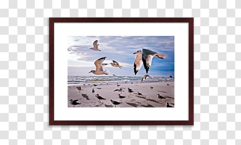 Flightless Bird Advertising Picture Frames - Frame Transparent PNG