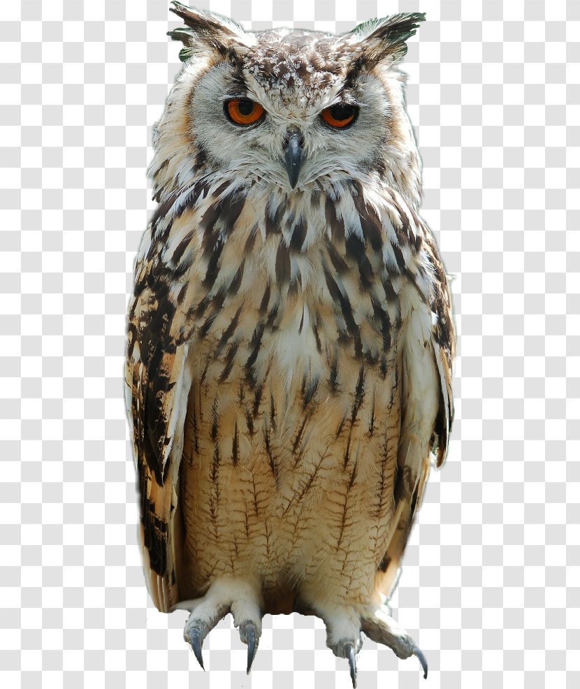 Great Horned Owl Bird Eurasian Eagle-owl Baby Owls - Beak Transparent PNG