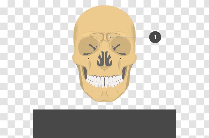 Zygomatic Bone Process Of Temporal Frontal Arch - Head - Skull Transparent PNG