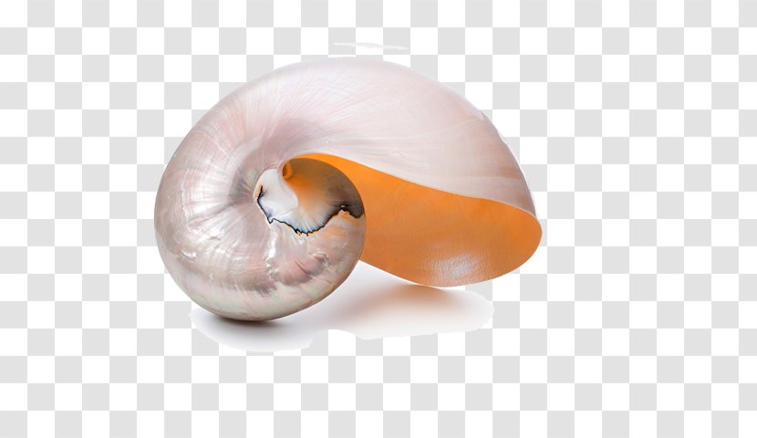 Nautilidae Seashell Chambered Nautilus Spiral - Conch Transparent PNG