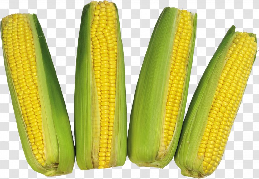 Corn On The Cob Commodity Sweet Maize - Flour - Image Transparent PNG