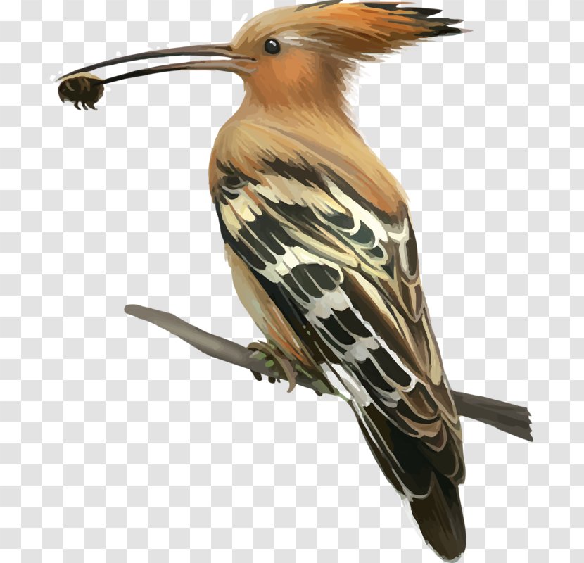 Bird Woodpecker Hoopoe Crane Stock Photography Transparent PNG